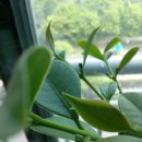 라임오렌지 이미지