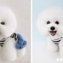 프랑스 자수 배우기 - 동물 자수 이미지