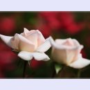 곡성-038 이미지