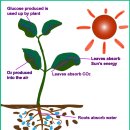 식물의 탄소동화작용 이미지