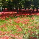 영광 불갑산상사화축제 Daum카페