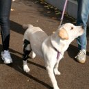 편한보조기 이미지