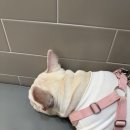 그린동물병원 | 반석동 ‘편안한 동물병원’ 후기