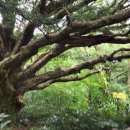 작은나무 - 부평구 마장로 150-4 | 제주 비자림 천년비자나무 후기｜소요시간·입장료·주차