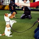 훈련의 비밀: 애완동물의 잠재력을 깨우다 이미지