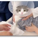 오디세이 동물심장내과 | 고양이 건강검진 | 고양이 심장병 1년동안 불안하다가 심장전문병원 가서 들은 말