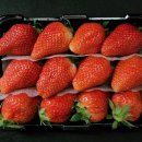 생김새는 비슷해도 매력 제각각 국산 딸기- 품종별 특징 분석…소비자 기호 충족·수출시장 확대 기대 - 이미지