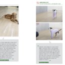 펫테리 이미지