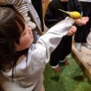 흥천목장 | 홍천 아이와 갈만한곳 휘바핀란드 with플레이정글 양떼목장 동물먹이주기체험