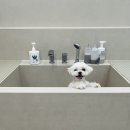 그루밍 까꿍 이미지