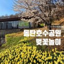 도구머리공원1-28 | 28주 임산부 벚꽃놀이 / 동탄호수공원 벚꽃 개화 상황(4.2.목)