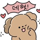 헬로우댕댕 이미지