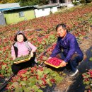 김윤식농장 이미지