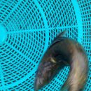 춘양천 이미지