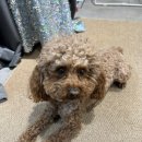 만연세탁 | [내돈내산] 중국 상하이에서 드레스입는 왕홍체험으로 피아오↘량 걸 된 후기