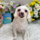 뉴데이 반려견 미용실 이미지