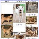 청화오리 이미지