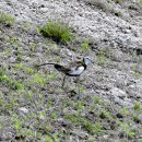 굴업도의 물꿩(Pheasant-tailed Jacana) 이미지