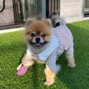 멍스럽 이미지