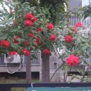 망원 성원 2차 아파트 이미지