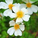 초례산 숲속 힐링로드 이미지