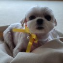 해뜨는 동물병원 해질녘책방 이미지