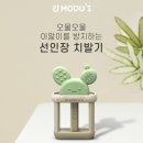 선인장디자인