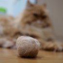 웰튼동물의료센터 이미지