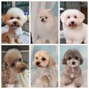 까까오 dog 이미지