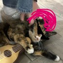 양이양이 이미지