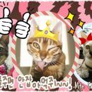 미파캐터리 이미지