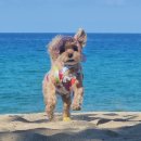 세인트존스 동물병원 이미지