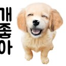 댕댕레시피 이미지