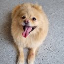 리틀댕댕 이미지