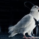 비둘기밧데리 이미지