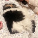 천연잔디 운동장, 단독사이트, 수영장이 있는 청주 애견동반 숙소 멍글멍글펫글램핑