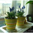 보라꽃화원 이미지