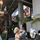 스타일펫츠 | 일산 실내 실외 모두 가능한 애견동반카페 l 피터펫츠 내유점