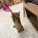 냥이 싸롱 이미지