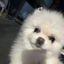 초아국수