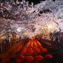 진해 벚꽃 축제 새벽에 다녀왔어요. 이미지