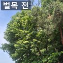 주원하우스 | 위험한 큰나무자르기 베기 벌목 조경 업체