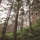 소나무숲 이미지