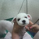 펫시스터즈 이미지