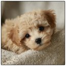 드림독 강아지 고양이 안심분양센터 시흥점 | 인천 주안 버디독 강아지 분양 안심 분양센터 고민 끝에 만족한 선택