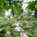 강원도립화목원 이미지