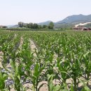 앙성면사무소 이미지