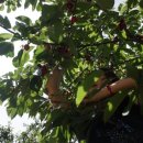 연수농장 이미지