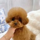 디바인퍼피 이미지