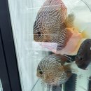 케이디스커스
